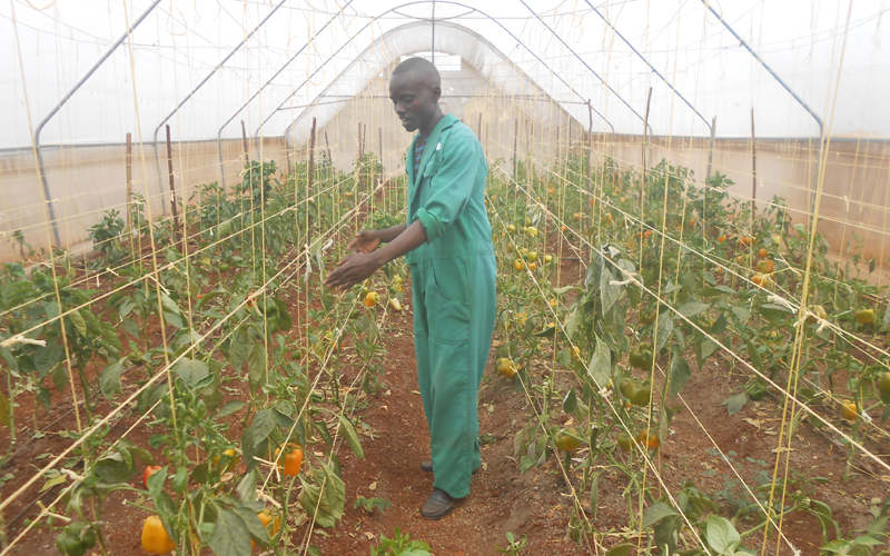 KILIMO: Faida za ‘greenhouses’