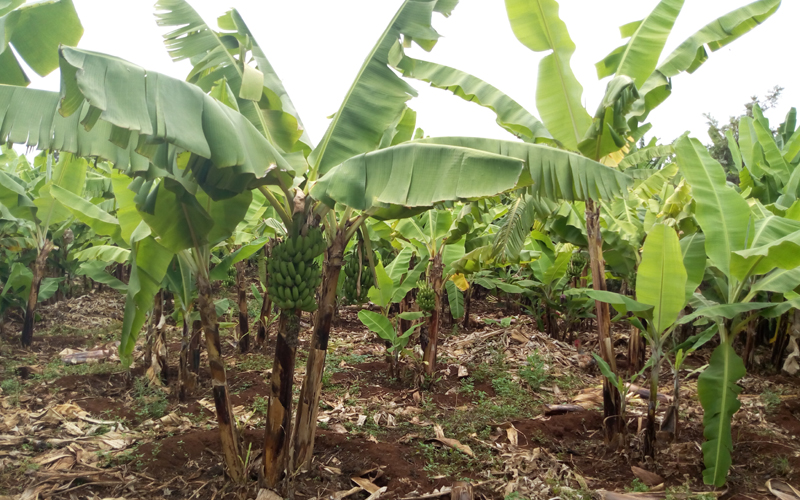 KILIMO: Manufaa ya mbegu za ndizi zilizoimarishwa ’tissue culture banana’