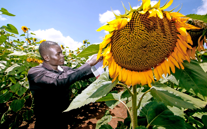 SIHA NA ULIMBWENDE: Manufaa ya mafuta ya mbegu za alizeti (sunflower)