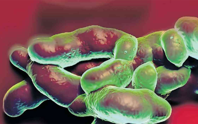 SHINA LA UHAI: H. pylori: Bakteria hatari wanaotesa mamilioni ya Wakenya