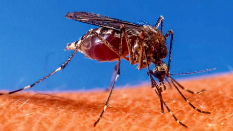 SHINA LA UHAI: Dengue inavyotishia wanaougua kisukari na wajawazito