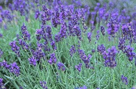 Zifahamu faida za mrujuani (lavender)