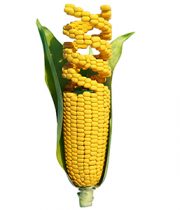 TUSIJE TUKASAHAU: Maoni ya umma kuhusu GMOs yanafaa kuzingatiwa