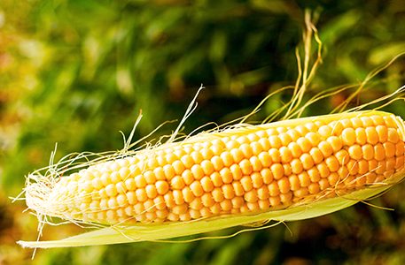 Kenya yaagiza mbegu za GMO