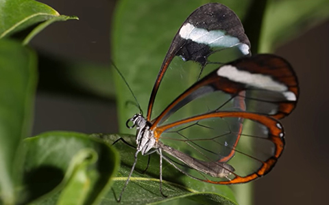 AMINI USIAMINI: Kipepeo anayefahamika kama ‘glasswing butterfly’
