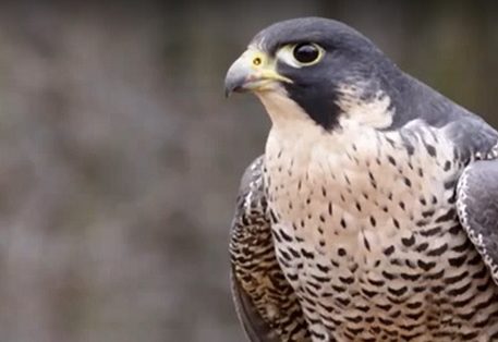 AMINI USIAMINI: Ndege anayefahamika kama Pelegrine falcon ndiye anayepaa kwa kasi zaidi duniani