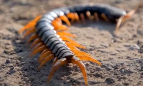 AMINI USIAMINI: Tandu wanaofahamika kama Giant centipedes